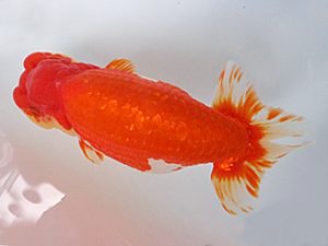 知多昇蘭会　西大関　高須一三　名古屋