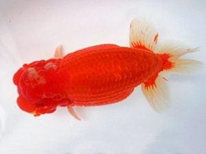 知多昇蘭会　立行司　高須一三　名古屋