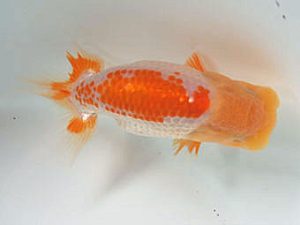 愛媛県らんちゅう愛好会　東取締　岡村圭一郎　松山