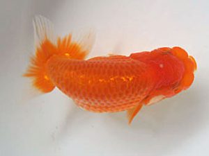 愛媛県らんちゅう愛好会　西取締　高岡泰雄　松山