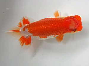 愛媛県らんちゅう愛好会　東大関　山口人史　西予