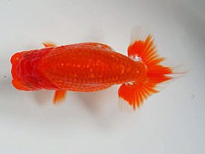 愛媛県らんちゅう愛好会　西大関　高岡泰雄　松山