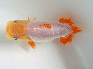 愛媛県らんちゅう愛好会　東取締　網野裕和　伊予