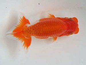 愛媛県らんちゅう愛好会　西取締　松友正夫　松山