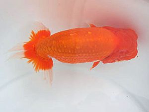 愛媛県らんちゅう愛好会　西大関　山光　勳　松山