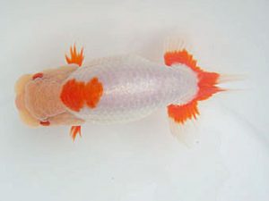 愛媛県らんちゅう愛好会　立行司　網野裕和　伊予