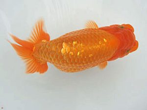 愛媛県らんちゅう愛好会　西取締　山内一尚　今治