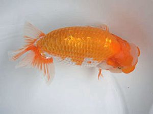 愛媛県らんちゅう愛好会　西大関　山内一尚　今治