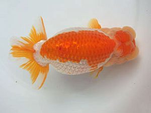 愛媛県らんちゅう愛好会　東取締　 山口人史　西予