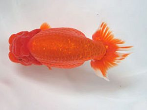 愛媛県らんちゅう愛好会　西取締　高岡泰雄　松山