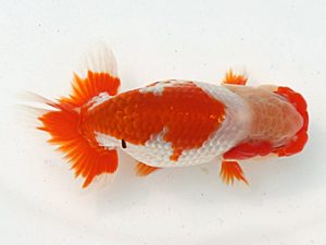 福岡観魚会　立行司　秋桜　江副　誠　鳥栖みやき