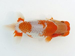 福岡観魚会　西取締　寿　田中寿樹　福岡観魚会