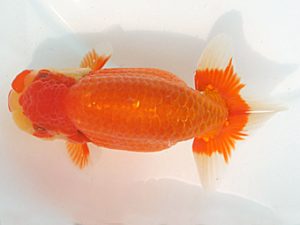 福岡観魚会　西大関　秋桜　因幡　偉　福岡観魚会