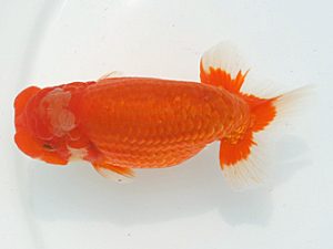 福岡観魚会　立行司　岱山　永原　久　熊蘭会