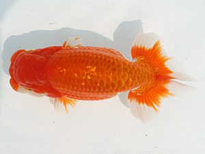 福岡観魚会　西取締　華　重松勇人　鳥栖みやき