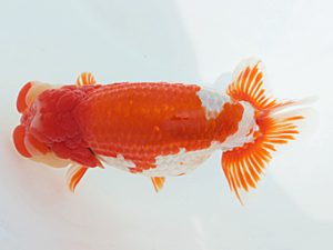 福岡観魚会　東大関　三船桜　東　秀明　日蘭佐賀