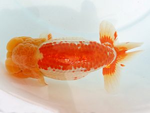 福岡観魚会　西大関　伊都の宝　東　秀明　日蘭佐賀