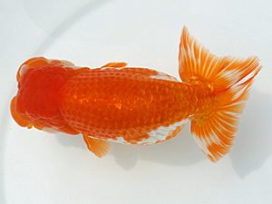 福岡観魚会　立行司　関門桜　山口英一　下関観魚会