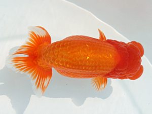 福岡観魚会　東取締　不動岩　渕上敏明　熊蘭会