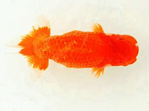 福山らんちゅう愛魚会　優等一席　飯山長治郎　福山市