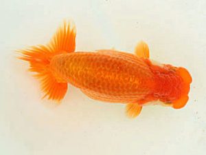 福山らんちゅう愛魚会　優等三席　胡本佳孝　玉野市