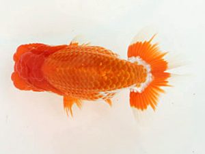 福山らんちゅう愛魚会　優等四席　田代史郎　倉敷市