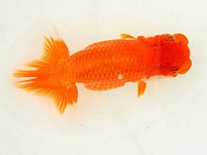 福山らんちゅう愛魚会　優等五席　玉川員登　庄原市