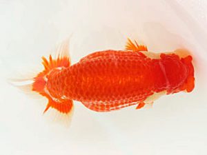 福山らんちゅう愛魚会　優等一席　武田悦男　福山市