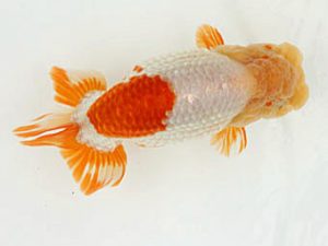 福山らんちゅう愛魚会　優等二席　八方洋子　浅口市