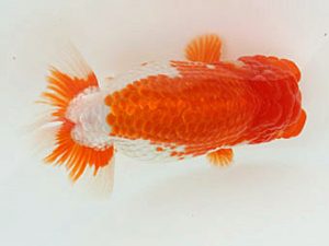 福山らんちゅう愛魚会　優等四席　田代史郎　倉敷市