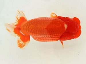 福山らんちゅう愛魚会　優等五席　矢部茂樹　倉敷市