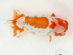 福山らんちゅう愛魚会　優等一席　村上春朝　福山市