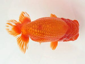 福山らんちゅう愛魚会　優等三席　佐藤　茂　井原市