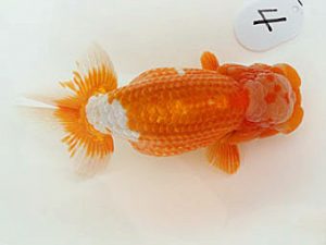 福山らんちゅう愛魚会　優等四席　阿藻一義　笠岡市