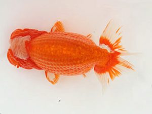 福山らんちゅう愛魚会　優等五席　鈴木ミカ　倉敷市