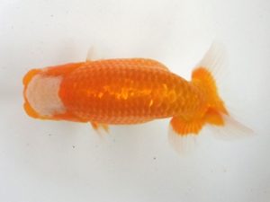 蒲郡錦友会　西大関　池内芳尚　刈谷