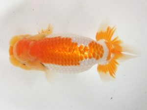 蒲郡錦友会　立行司　松橋　悟　豊橋