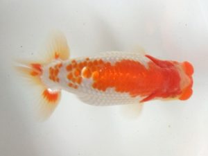 蒲郡錦友会　東取締　小早川義幸　半田