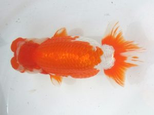 蒲郡錦友会　東大関　三田保之　蒲郡