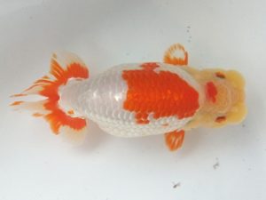 蒲郡錦友会　西大関　三田保之　蒲郡