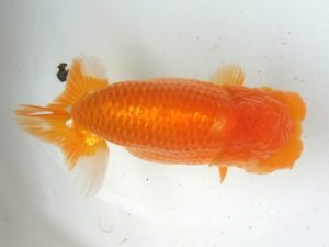 蒲郡錦友会　立行司　南　信一郎　知多