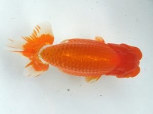 蒲郡錦友会　東取締　渡辺　敦　犬山