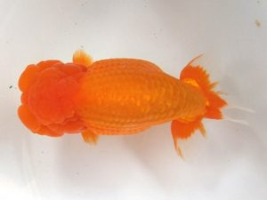 蒲郡錦友会　東大関　佐原政男　豊川