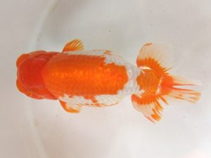 蒲郡錦友会　西大関　立松大介　津島