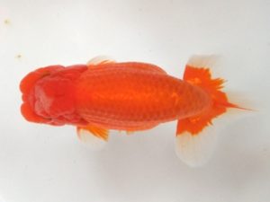 蒲郡錦友会　立行司　目時勝太郎　西尾