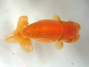 蒲郡錦友会　西取締　榊原英樹　武豊