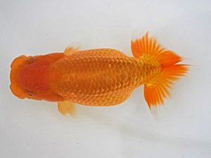 広島錦鱗会　東大関　梅山典雄　下松