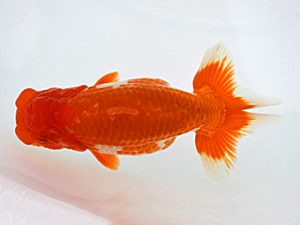 広島錦鱗会 東勧進元　久野満美　呉