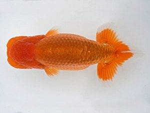 広島錦鱗会 西勧進元　島谷重信　尾道