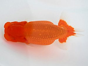 広島錦鱗会 行司一　山口壽紀　広島